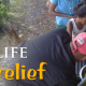 fflfijibanner